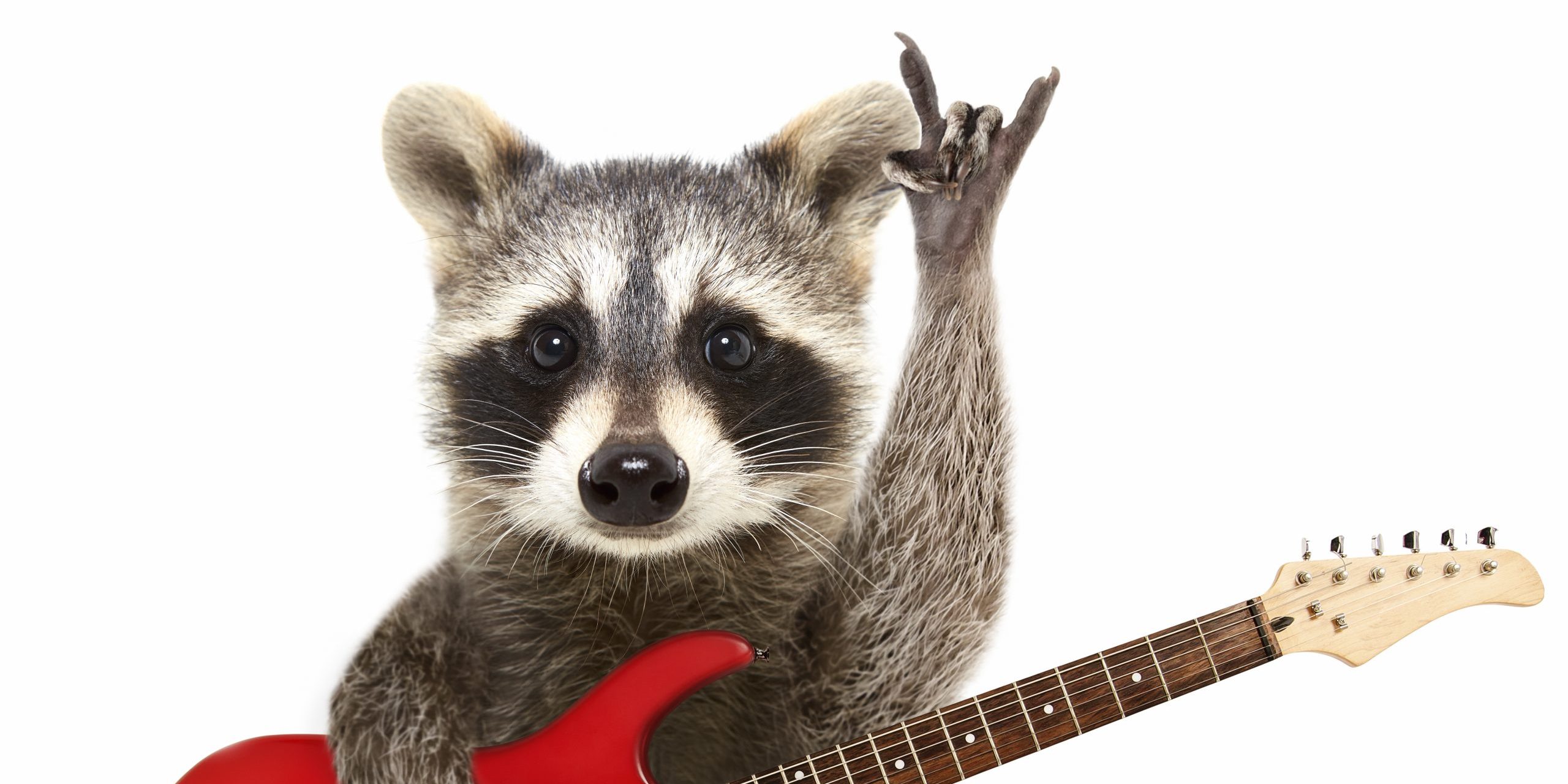 Raccoon with Guitar