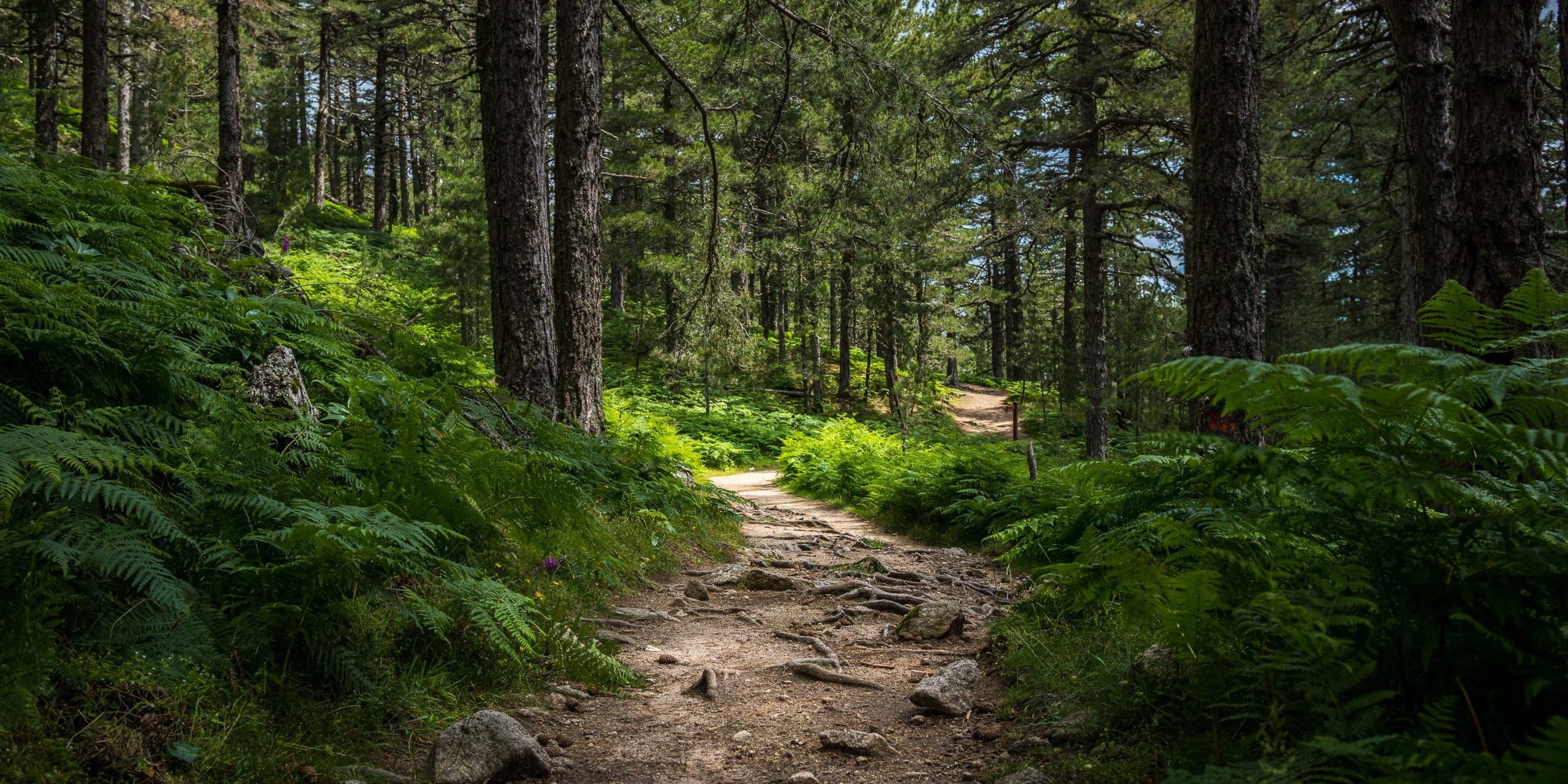 Mysterious,Path,Full,Of,Roots,In,The,Middle,Of,Wooden