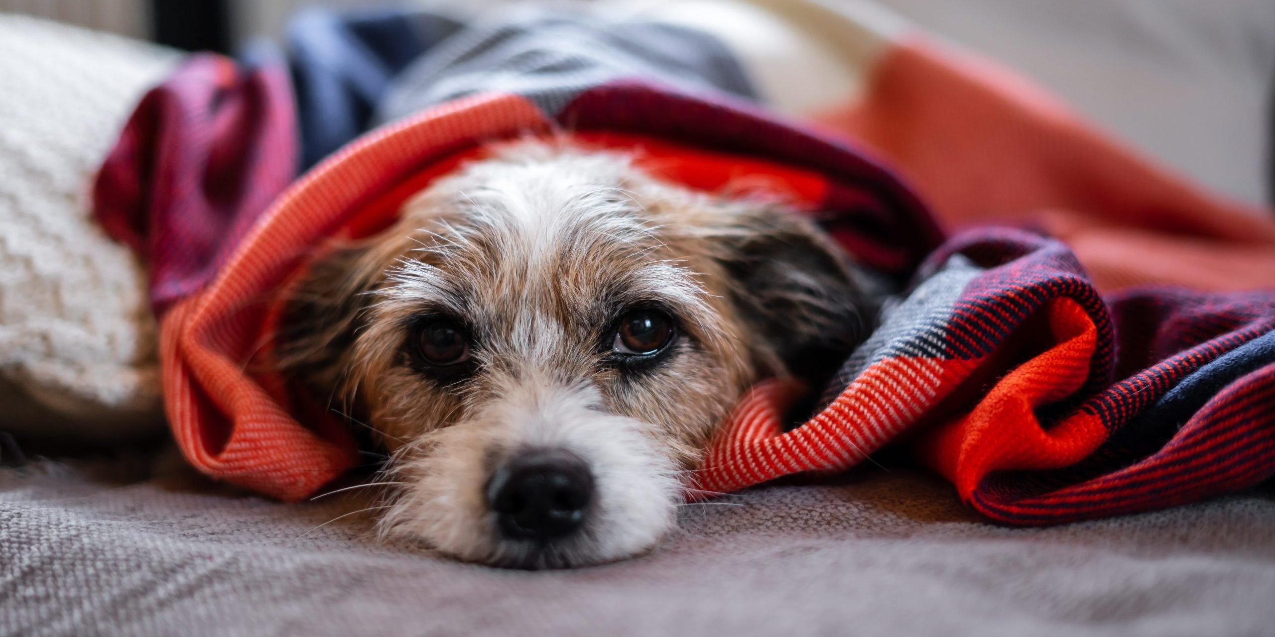 A,Small,Jack,Russel,Dog,Lies,Wrapped,In,A,Brightly