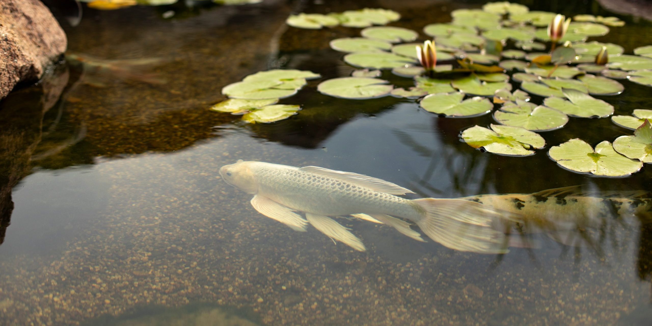 White,Fish,In,A,Small,Pond.,A,Graceful,Waterfowl,In