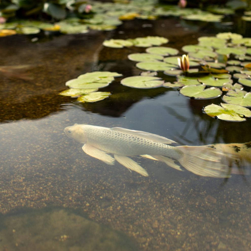 White,Fish,In,A,Small,Pond.,A,Graceful,Waterfowl,In